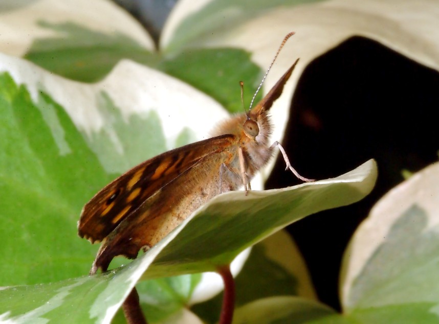 Sempre sull''Hedera e 